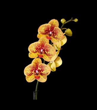 Phalaenopsis Elegant Charms