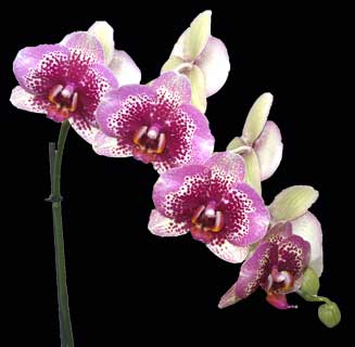 Phalaenopsis Elegant Dream Diamond