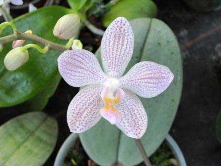 Phalaenopsis gigantea "JF5" x Baguio
