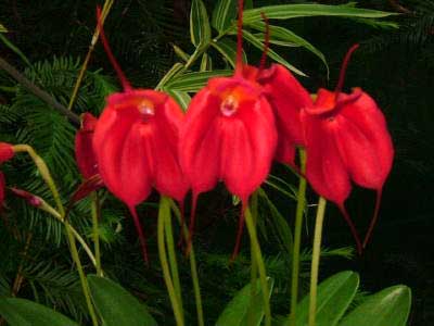 Masdevallia Elven Gem (welischii x infracta)
