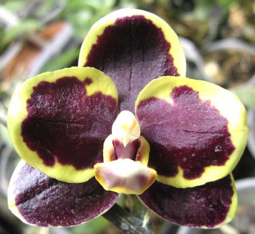 Phalaenopsis Dou-dii Perfume