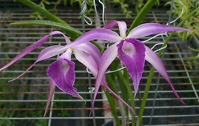 Brassocattleya Amethyst (Laelia purpurata x Brassavola cucullata)