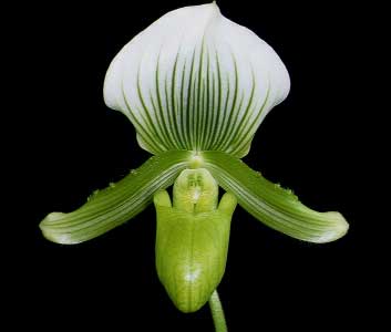 Paphiopedilum Hsinying Alyakun 'Green Jade' x superbiens album