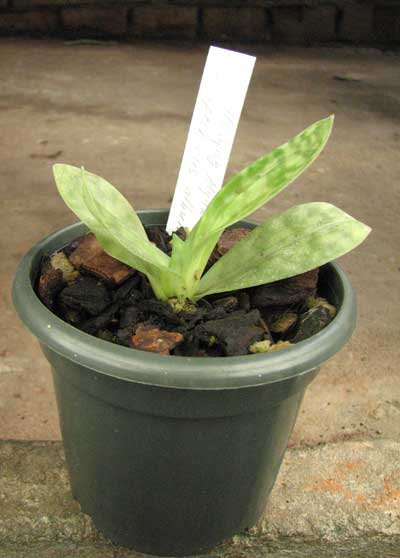 Paphiopedilum Hsinying Alyakun 'Green Jade' x superbiens album