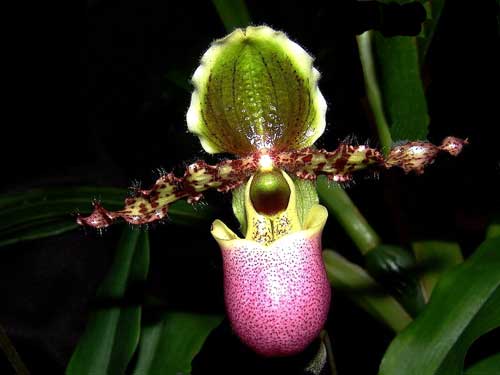 Paphiopedilum chamberlainianum var. liemianum