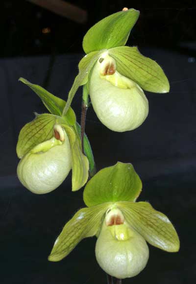 Paphiopedilum Envy Green (malipoense x primulinum)