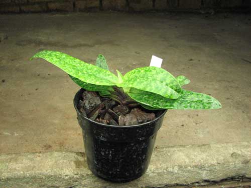 Paphiopedilum Envy Green (malipoense x primulinum)