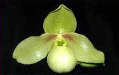 Paphiopedilum primulinum x emersonii