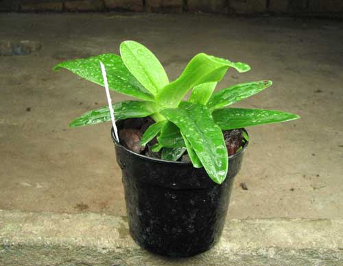 Paphiopedilum primulinum x emersonii