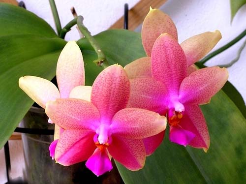 Phalaenopsis Liodoro (Phalaenopsis Deventeriana x Phalaenopsis violacea)