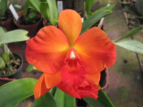 Guarisophleya Sunrise Doll 'Sweet Valentine'