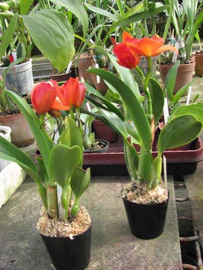 Guarisophleya Sunrise Doll 'Sweet Valentine'