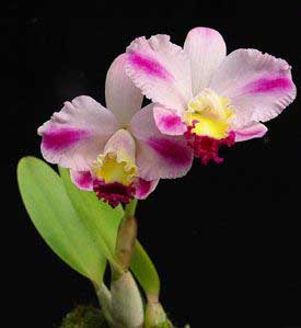 Laeliocattleya Hsinying Ezcell
