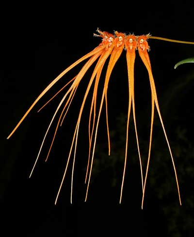 Bulbophyllum pectenveneris