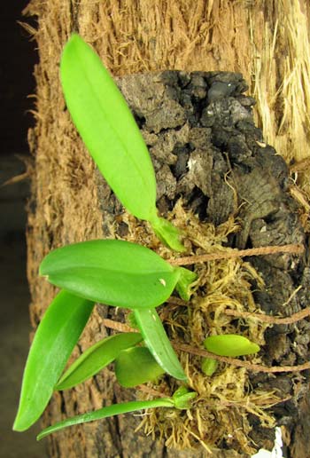 Bulbophyllum pectenveneris
