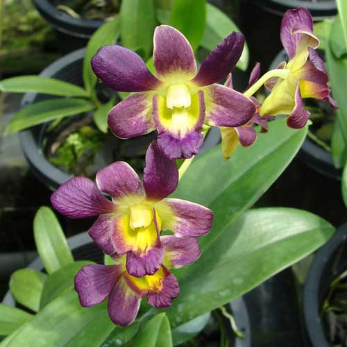 Dendrobium Burana Sunshine