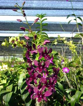 Dendrobium Burana Delight