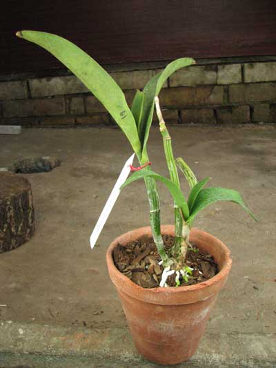 Epicattleya Vienna Woods x Cattleya Thospol Spot