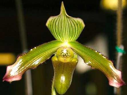 Paphiopedilum javanicum