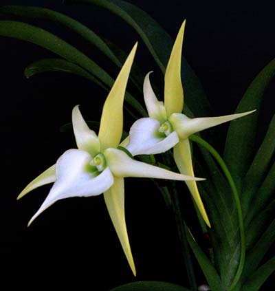 Angraecum longicalcar x sesquipedale