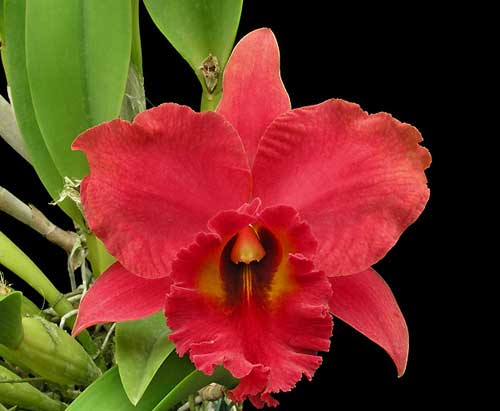 Laeliocattleya Royal Emperor