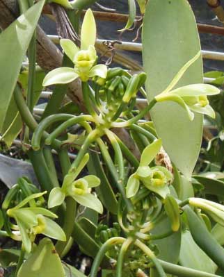 Vanilla fragrans