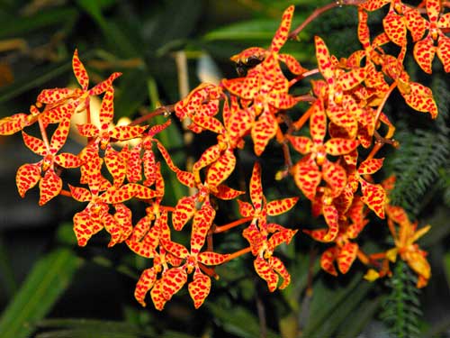 Renanthera monachica