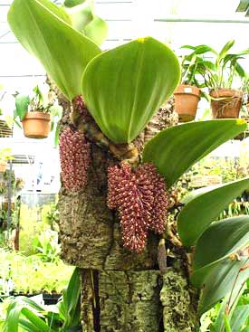 Bulbophyllum beccarii