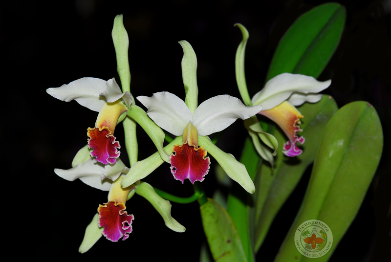Cattleya Arcadio Arosemena