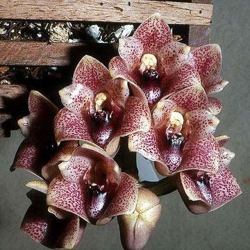 Lycomormium squalidum