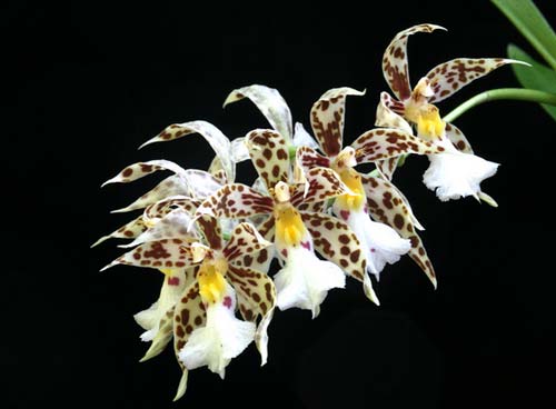 Odontoglossum blandum
