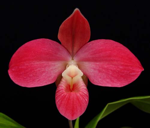 Phragmipedium Peru Floras Cirila Alca (kovachii x dalessandroi)