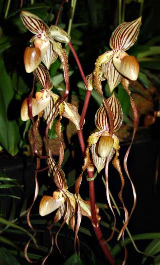Paphiopedilum Angel Hair x Prince Edward of York