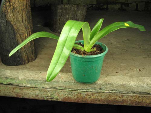 Paphiopedilum Angel Hair x Prince Edward of York