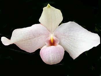 Paphiopedilum delenatii x hangianum