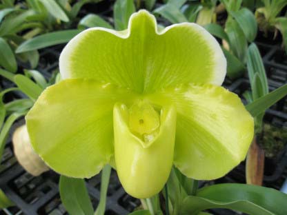 Paphiopedilum Enzan Fruit x Emerald Sea