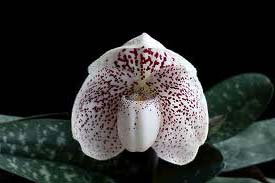Paphiopedilum godefroyae var. angthong