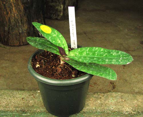 Paphiopedilum godefroyae var. angthong