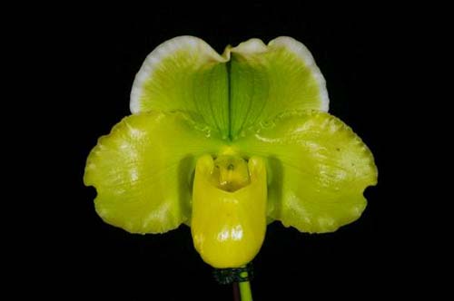 Paphiopedilum Green Gem x Hung Sheng Nice