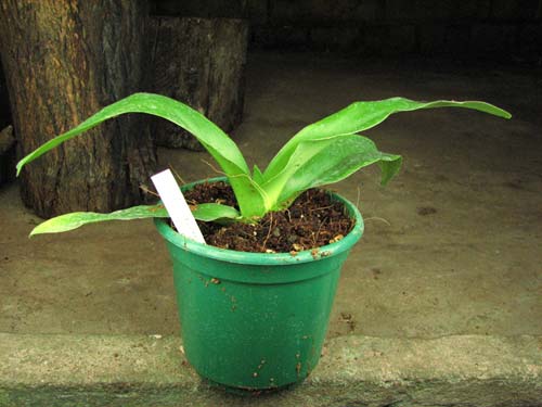 Paphiopedilum Green Gem x Hung Sheng Nice