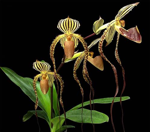 Paphiopedilum Lady Isabel x sanderianum