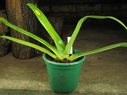 Paphiopedilum Lady Isabel x sanderianum