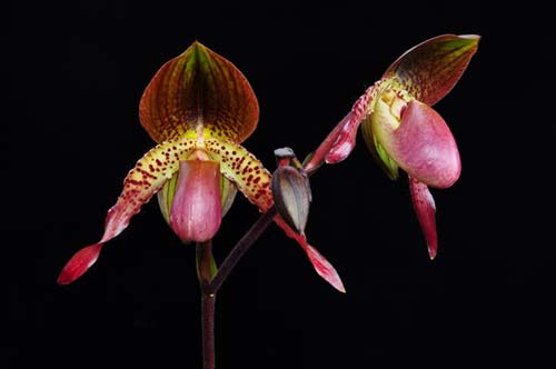 Paphiopedilum moquetteanum x anitum