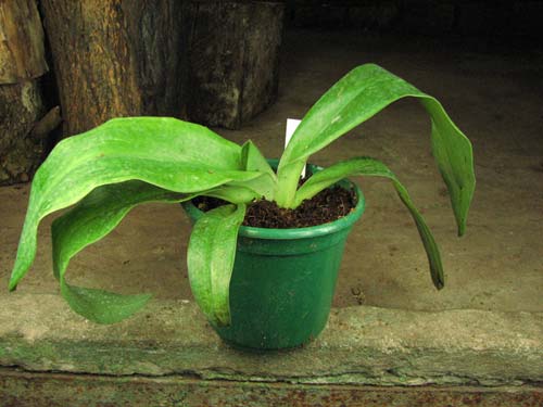 Paphiopedilum moquetteanum x anitum