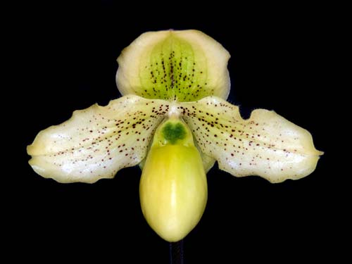 Paphiopedilum Pinocchio x godefroyae var. album