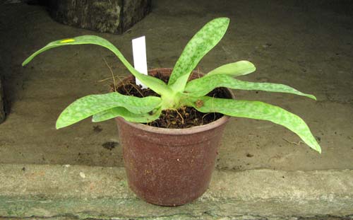 Paphiopedilum Pinocchio x godefroyae var. album