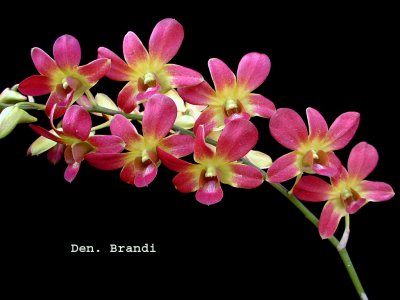 Dendrobium Brandy