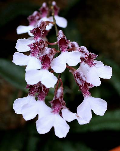 Rodriguezia decora