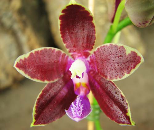 Phalaenopsis corningiana x Phalaenopsis Coral Isles