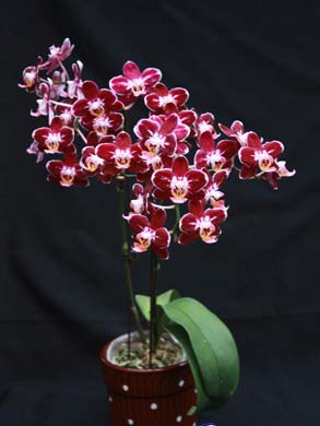 Phalaenopsis Everspring Prince 'Butterfly'